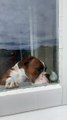 Boxer Dog Plays With Little Bird