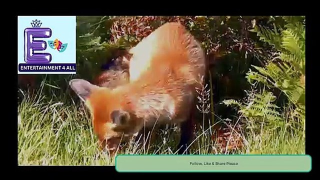 The Most Incredible Eagles Hunts-Wildlife Hunts #wildlife #wildanimals #Eagles #eaglehawk #eaglehunt