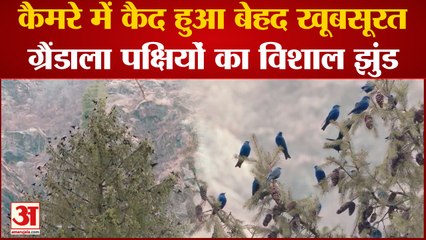 Kullu News : Great Himalayan National Park में पहुंचे ग्रैंडाला पक्षी, कैमरे में कैद हुआ खूबसरत झुंड
