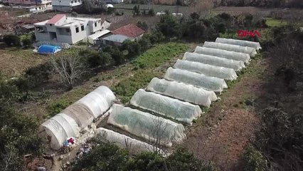 DOMATES, SALATALIK EKTİKLERİ SERALAR DEPREMZEDELERE 'EV' OLDU