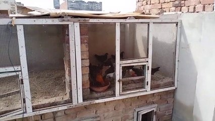 Ghr Ki Chat pr Murgi Palan 