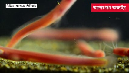 চোখ নেই! কেরলে রক্তের মতো দেখতে মাগুর মাছ নিয়ে হৈহৈ কাণ্ড