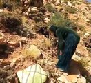 Using Wild Plants Instead of Firewood Aok Pich | Nomadic Lifestyle of Iran