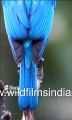Brilliant blue Verditer Flycatcher in all its melodious splendour! #shorts