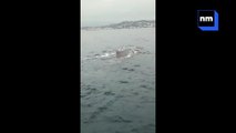 Un cachalot aperçu dans la baie de Cannes.