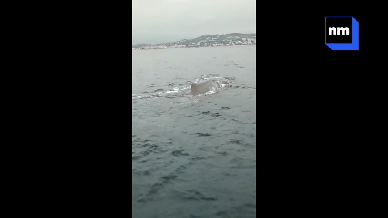 Un cachalot aperçu dans la baie de Cannes.