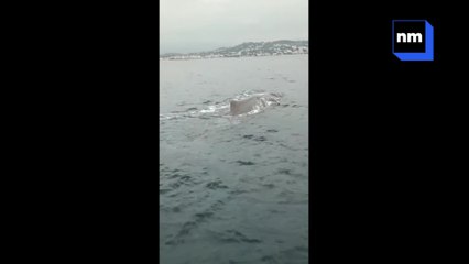 Un cachalot aperçu dans la baie de Cannes.