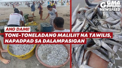 Tone-toneladang maliliit na tawilis, napadpad sa dalampasigan | GMA News Feed