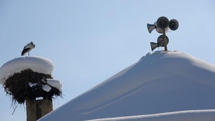 6 YILDIR GÖÇ ETMEYEN LEYLEKLERE, KÖYLÜLER BAKIYOR