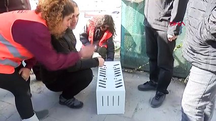 Galeria Sitesi'nde kurtarılan kedi sayısı 12'ye çıktı