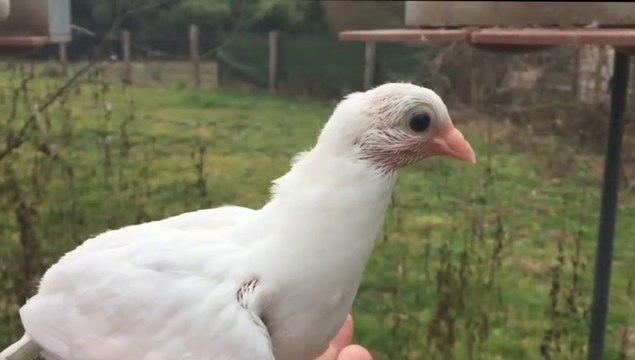 Dieu, que la Vie est belle ! Réjouis toi. Film by de Jean-Claude Guerguy Ciné Art Loisir