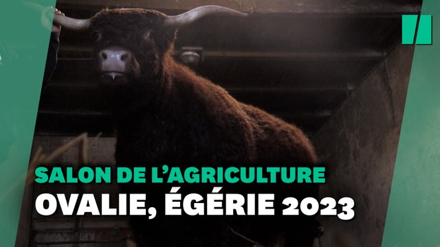 Au Salon de l’Agriculture 2023, Ovalie est la vache star