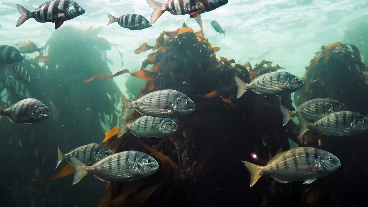 underwater life 4k UHD