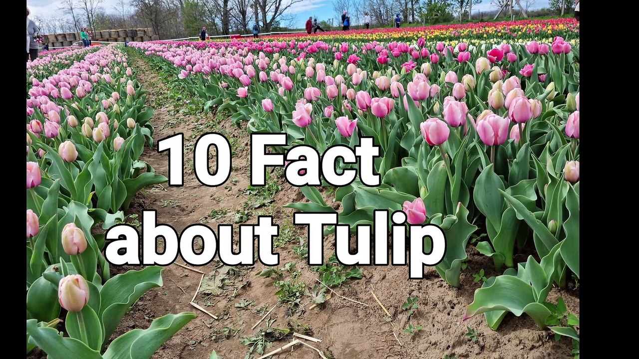 10 Fact about Tulip