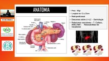 Fisiología pancreática – Pancreatitis aguda.  Dr. Raúl Cañadas Garrido.