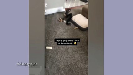 how to draw a pet dog ..||||..#trending #shortvideo