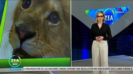 Mejora la salud de "Kiro", león que deambulaba por las calles de Ecatepec