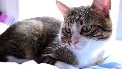 Little cat Loaf Is Looking for the Warmth of the Sun