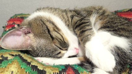 Sleeping cat Gets Ear Tickles