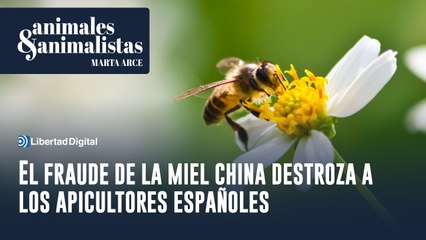 El fraude de la miel china destroza a los apicultores españoles