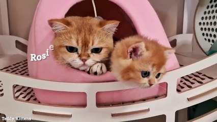Pinky is growing by leaps and bounds  My cute and funny cats