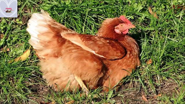 SUARA BINATANG UNTUK KELUARGA. AYAM,BEBEK,KUCING,JERAPAH,GAJAH,KUDA - ANIMALOVERS BAGIAN 23