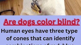 Are dogs color blind
