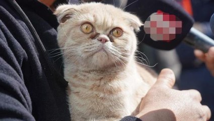 Hayvanların mahsur kaldığı Galeria Sitesi'nde kurtarılan kedi sayısı 13'e çıktı! Çalışmalar sona erdi