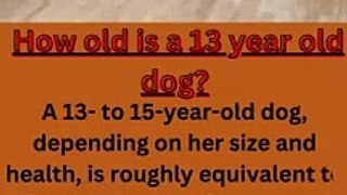 How old is a 13 year old dog