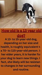 How old is a 13 year old dog