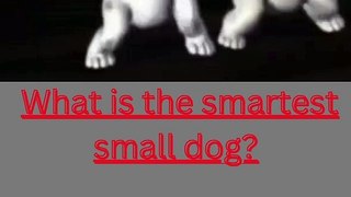 What is the smartest small dog