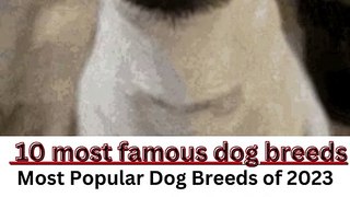 What are the 10 most famous dog breeds