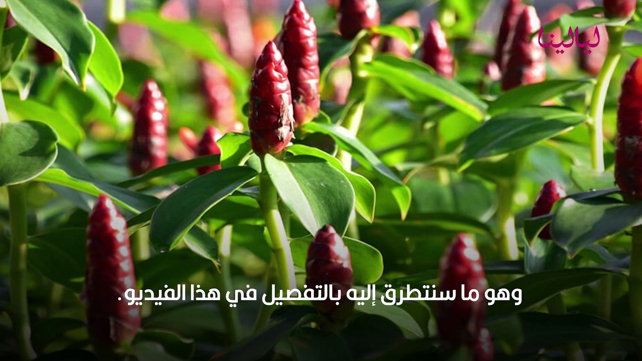 القسط الهندي