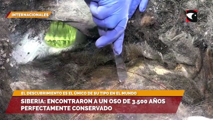 Siberia: Encontraron a un oso de 3.500 años perfectamente conservado