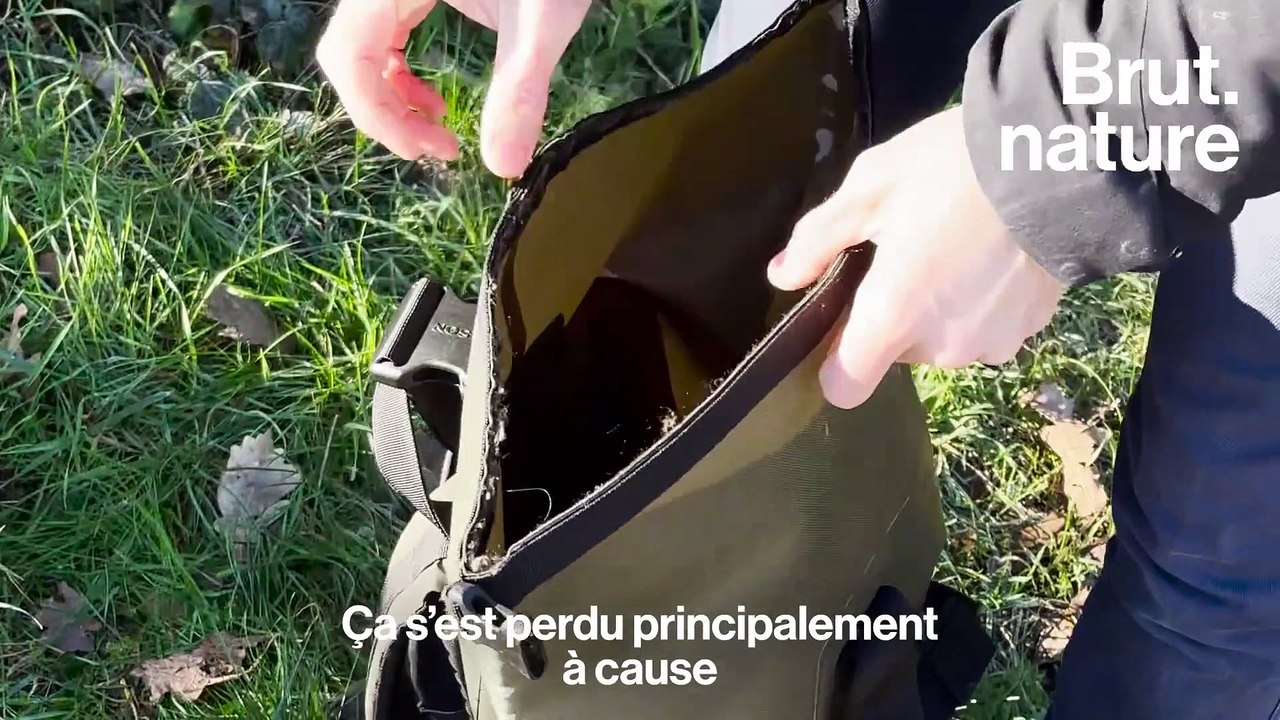 On a mangé des plantes sauvages en se promenant dans les bois