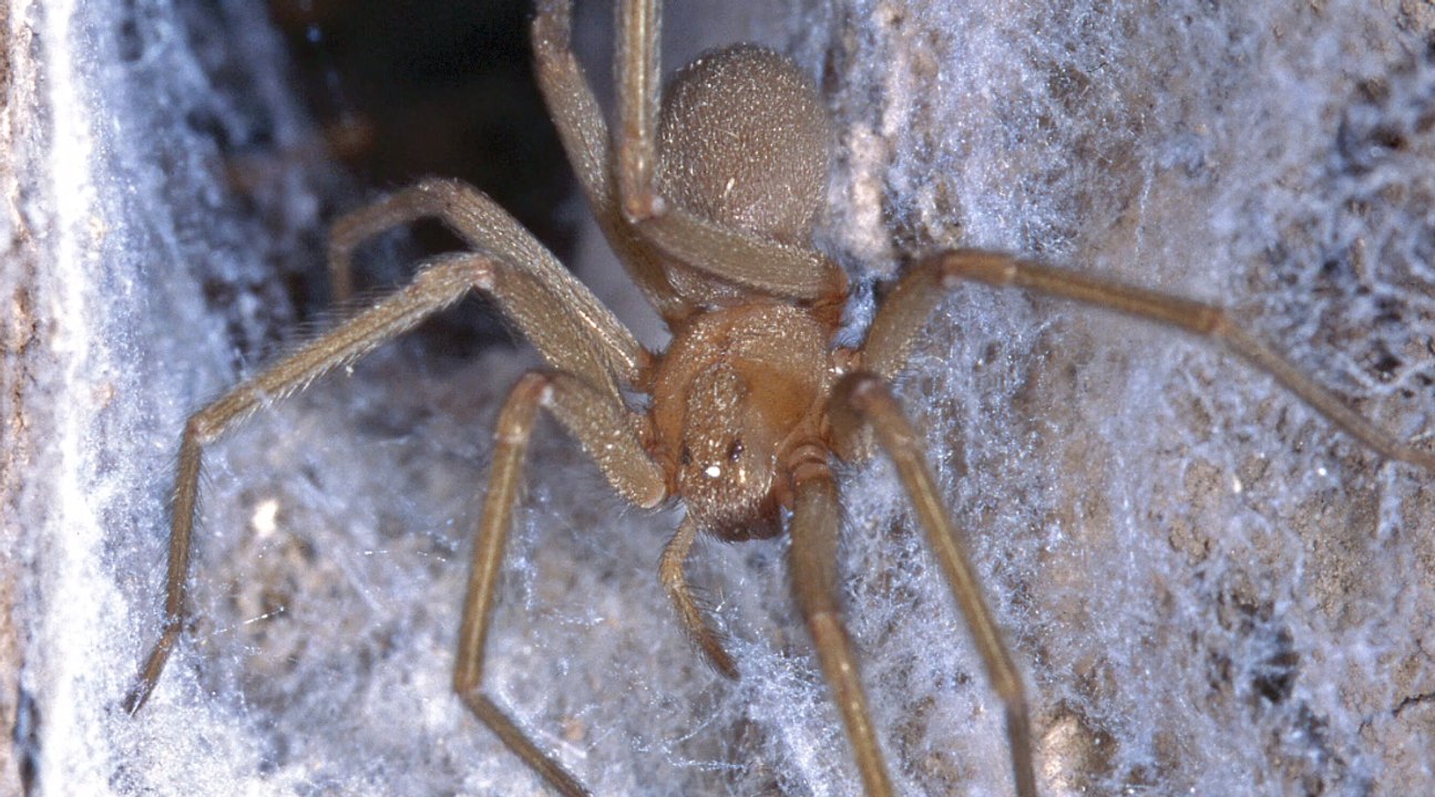 Kommt diese extrem giftige Spinne nach Deutschland?