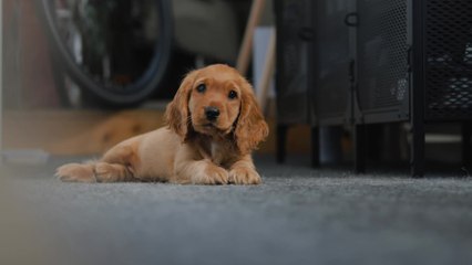 Chiens qui vivent moins longtemps