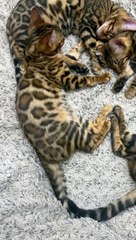 Heart Shaped Bengal Cats