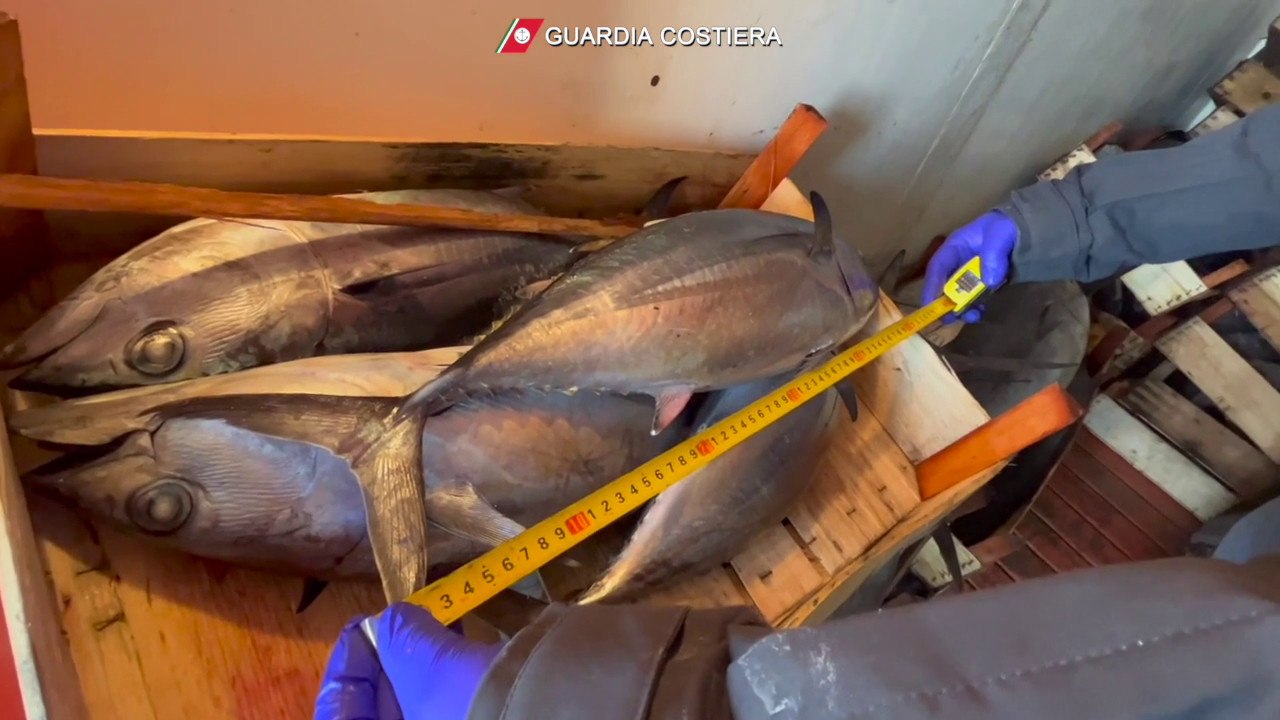 Sequestrati dalla Guardia Costiera 267 esemplari di tonno rosso