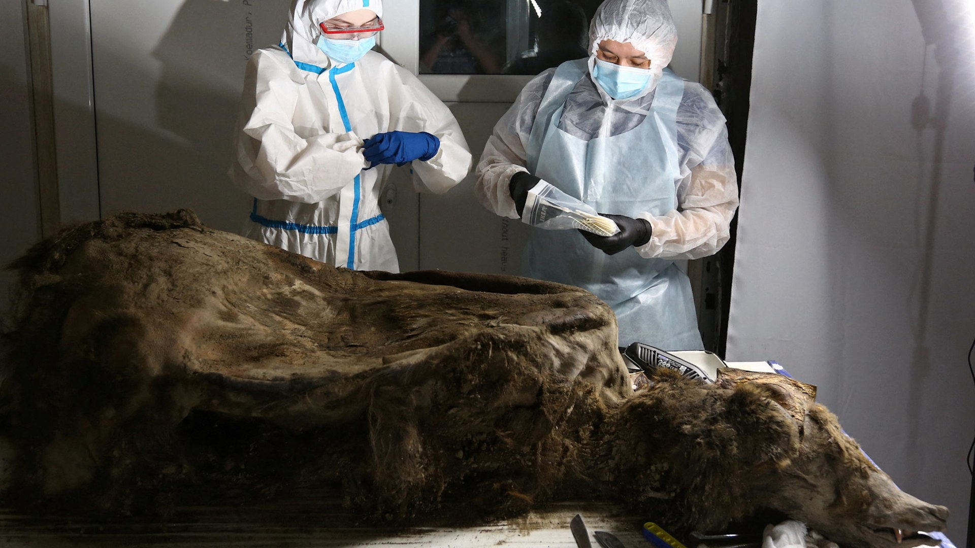 L'incroyable découverte d'un ours vieux de 3 500 ans conservé dans le  permafrost sibérien, image size:1920x1080