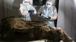 L'incroyable découverte d'un ours vieux de 3 500 ans conservé dans le permafrost sibérien