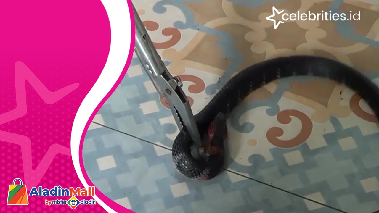 Teror Ular Berbisa Hebohkan Warga, Mulai Ular Berbisa Kepala Merah Hingga Ular Hijau