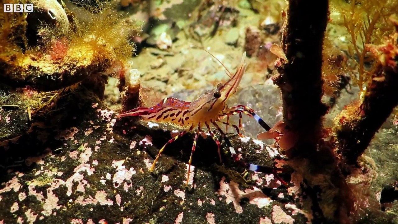 Stunning Underwater Kelp Forests - The Wild Place - BBC Earth