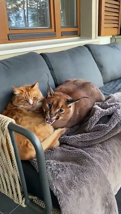 Quand le chat de la maison n'est pas vraiment un chat...