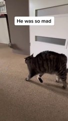 La blague qu'il fait à son chat est hilarante