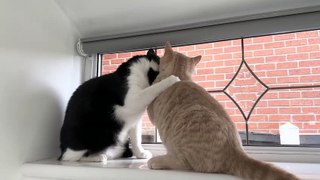 Kitten Adorably Demands Attention From Cat, Cat Gives It Some Tough Love