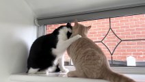 Kitten Adorably Demands Attention From Cat, Cat Gives It Some Tough Love