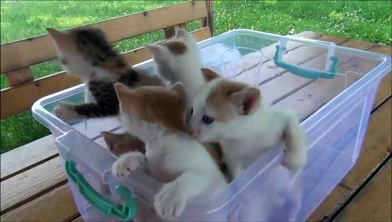 Kittens meowing (too much cuteness) - All talking at the same time!