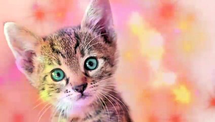 Best Kittycat Song [OFFICIAL] feat. GRUMPY CAT