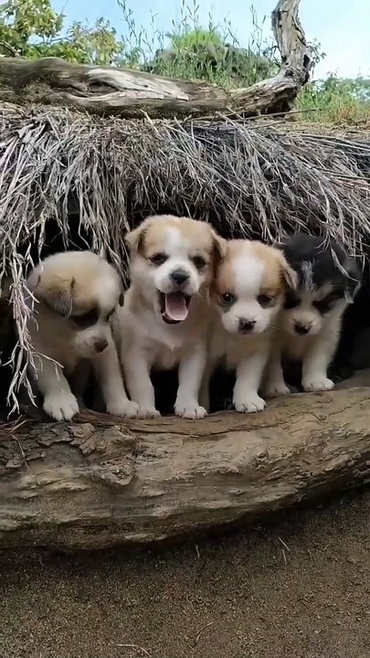 Baby dog A beautiful moments